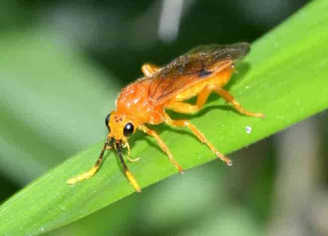 昆虫図鑑・チャイロハバチ